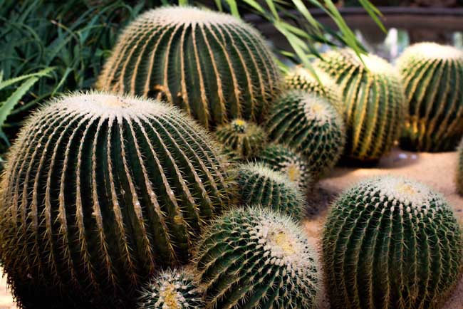 仙人球水培养殖办法