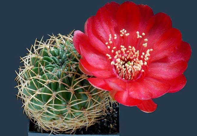 仙人球水培养殖办法