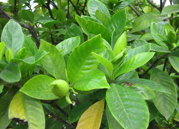 栀子花叶子发黄解决办法？