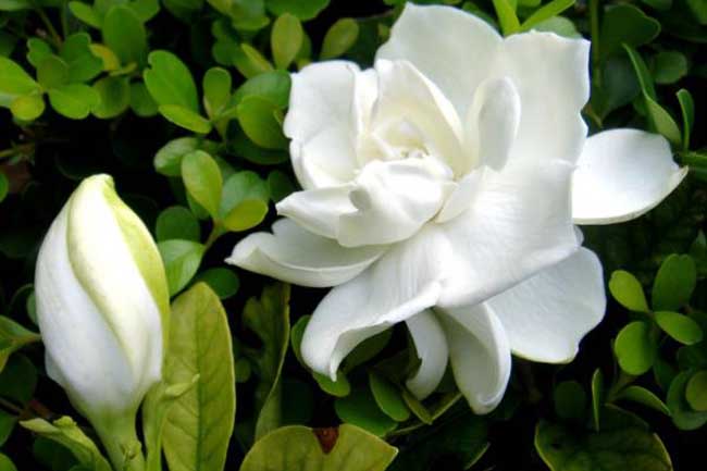 栀子花叶子发黄解决办法？