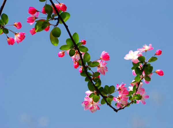 海棠花有毒吗？