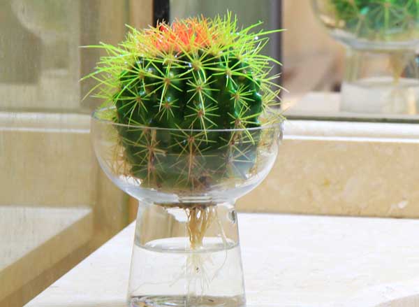 仙人球水培养殖办法