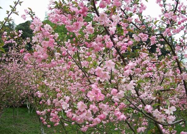 海棠花什么时候开花？