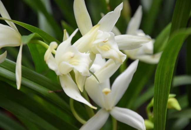 兰花的品种鉴别办法