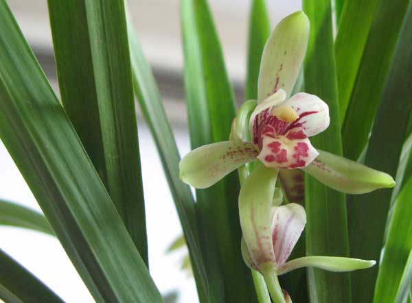 兰花的品种鉴别办法