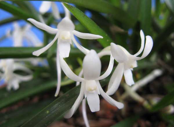 兰花的品种鉴别办法