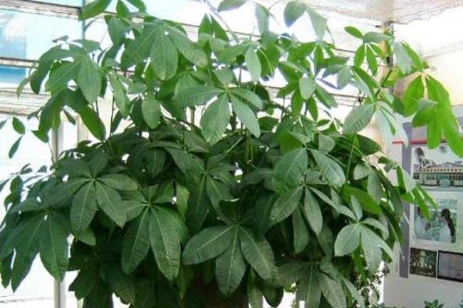 发财树养护注意些什么