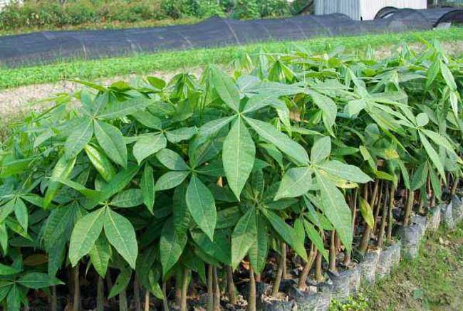 发财树养护注意些什么