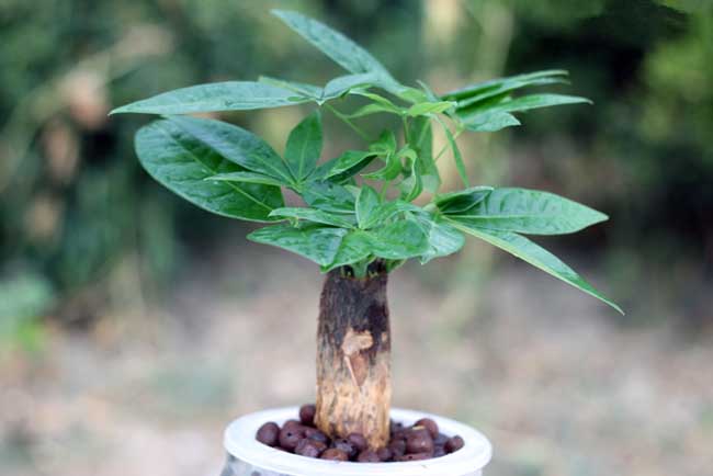 发财树养护注意些什么