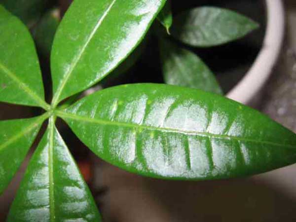 发财树养护注意些什么