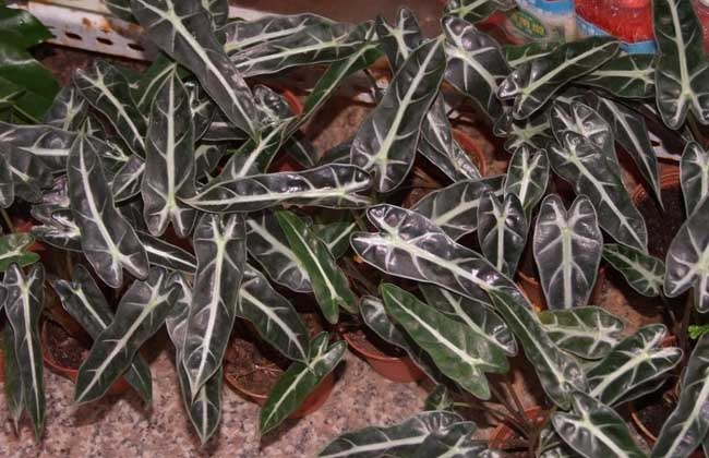 天南星科观音莲有毒吗？