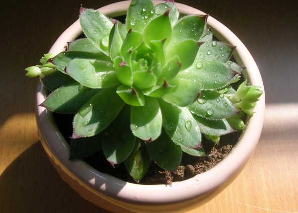 景天科观音莲的养殖办法