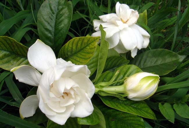 栀子花的花语是啥？