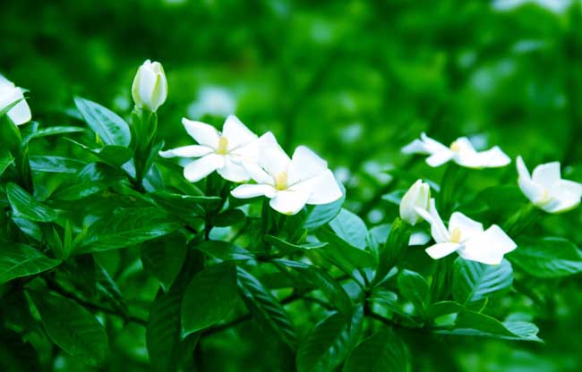 栀子花的花语是啥？