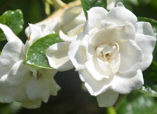 栀子花的花语是啥？