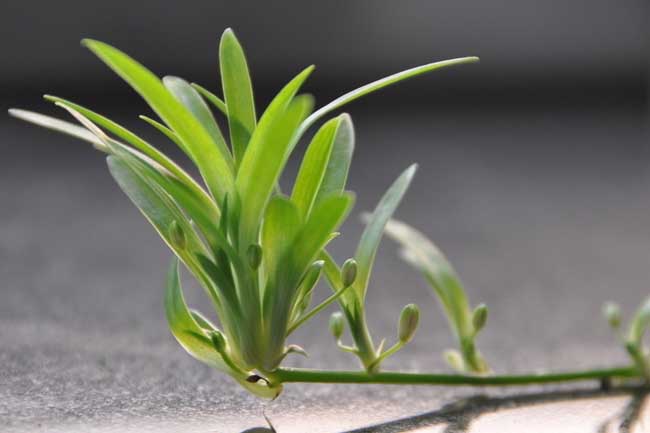 吊兰可以水养吗？