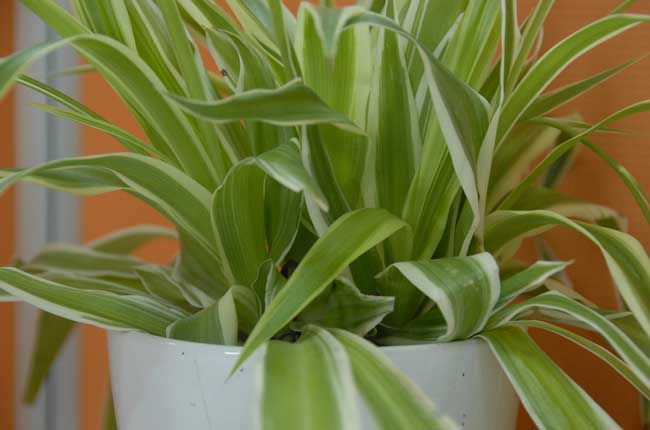 吊兰的作用有哪些？