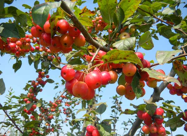 冬红果盆景叶片发黄解决办法？