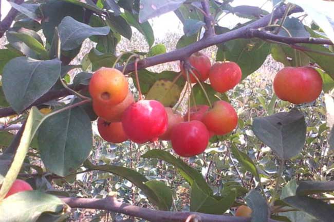 冬红果盆景叶片发黄解决办法？