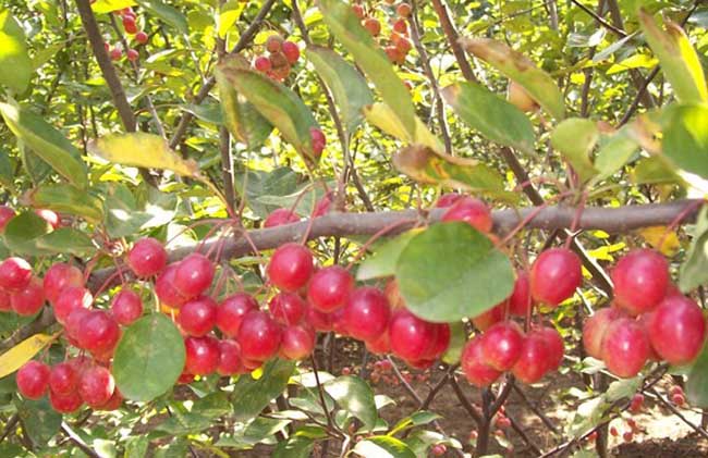 冬红果盆景叶片发黄解决办法？