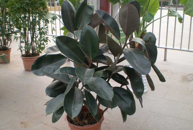 橡皮树的繁殖办法