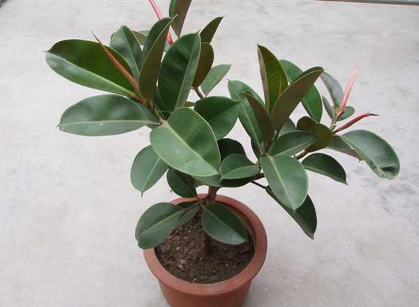 橡皮树的繁殖办法