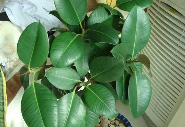 橡皮树的繁殖办法