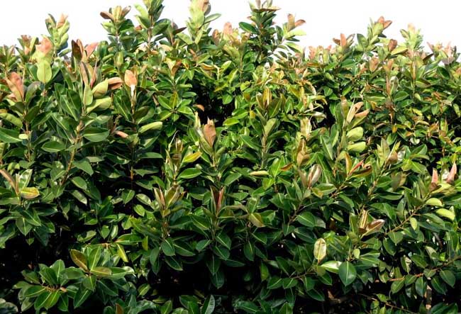 橡皮树发生黄叶掉叶子解决办法？