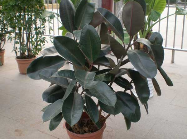 橡皮树发生黄叶掉叶子解决办法？