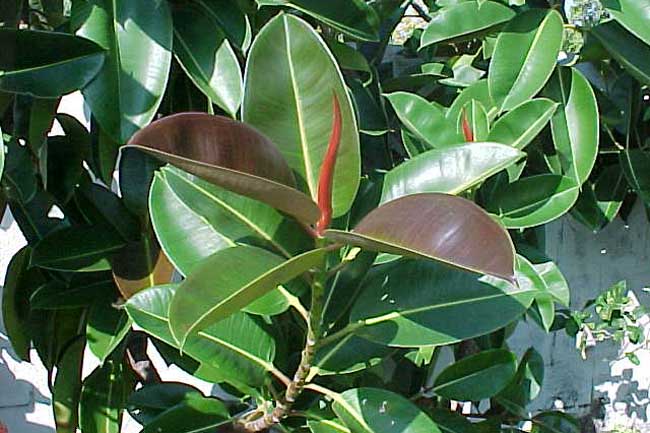 橡皮树发生黄叶掉叶子解决办法？