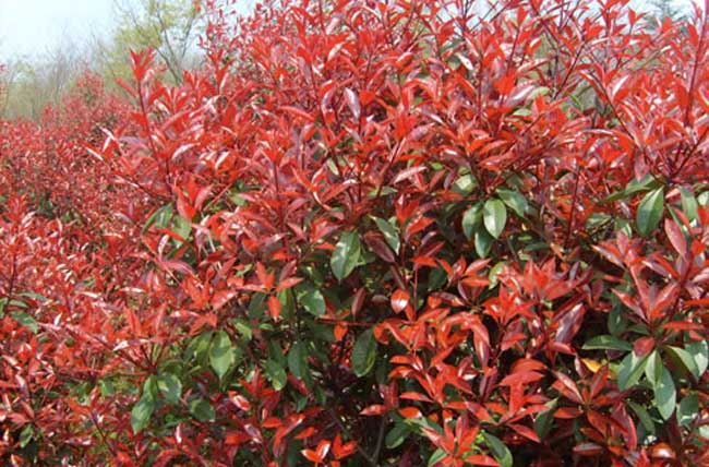 红叶石楠怎么繁殖？