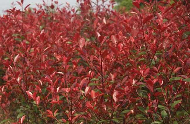 红叶石楠怎么繁殖？