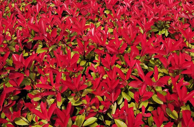 红叶石楠怎么繁殖？