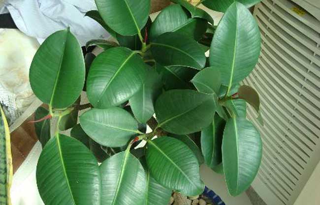 橡皮树发生黄叶掉叶子解决办法？