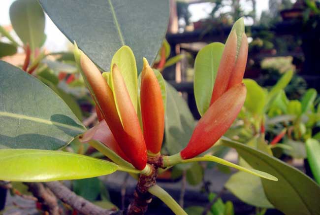 橡皮树发生黄叶掉叶子解决办法？