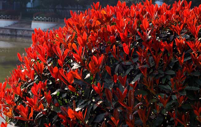 红叶石楠怎么繁殖？