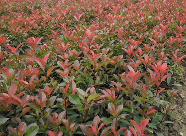 红叶石楠怎么繁殖？