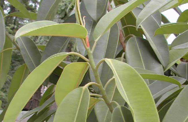 橡皮树发生黄叶掉叶子解决办法？