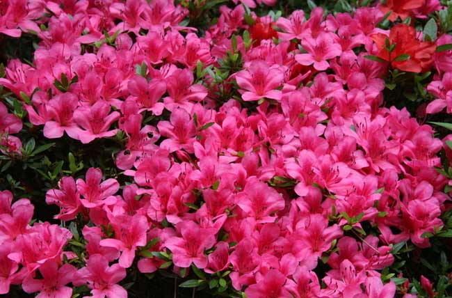 杜鹃花语是啥？