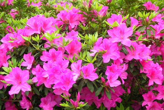 杜鹃花掉叶子解决办法？
