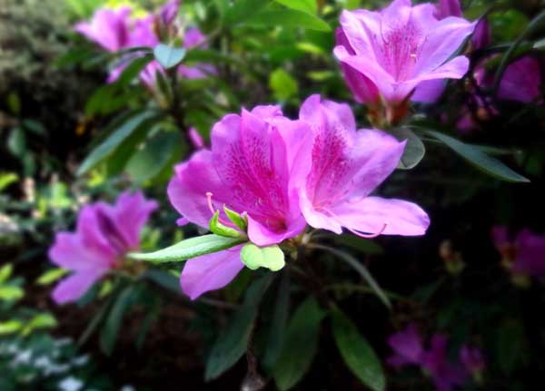 杜鹃花掉叶子解决办法？