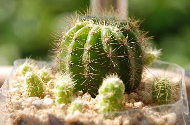 怎么才能使仙人球开花？