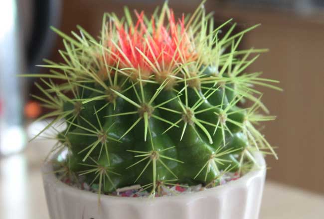 怎么才能使仙人球开花？