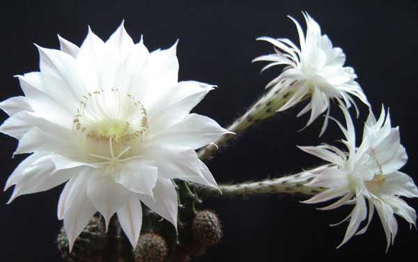 怎么才能使仙人球开花？