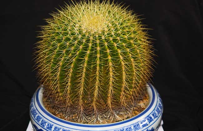 怎么才能使仙人球开花？