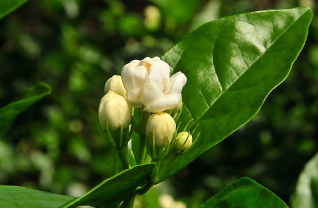 家庭茉莉花怎么养?