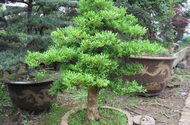 小叶黄杨盆景的制作办法