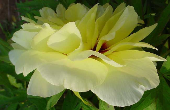 牡丹花期调节措施