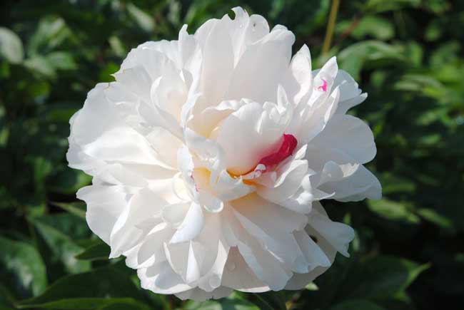牡丹花期调节措施