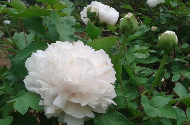 牡丹花期调节措施